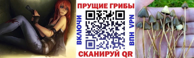 Купить закладки  Можга  Галлюциногенные грибы GOLDEN TEACHER 